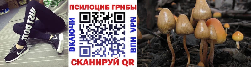 купить  сайты  Нововоронеж  Псилоцибиновые грибы MAGIC MUSHROOMS 